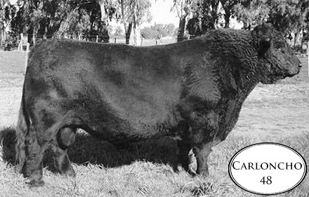 Chaokuru Carloncho 48